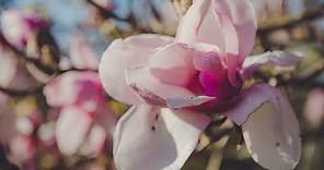 How to Grow Magnolias | Mitre 10 Easy As Garden
