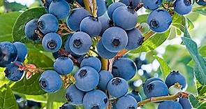 Ka-Bluey Blueberry | Gurney's Seed & Nursery Co.
