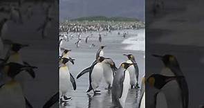 King Penguins Breeding | Antarctica | Lindblad Expeditions