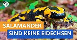 Der Salamander ist keine Eidechse - Das kleine 1x1 der Artenkunde | Planet Schule