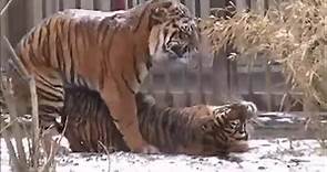 Tiger's mating