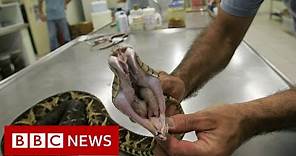 Venom from one of Brazil's largest snakes could be used to fight Covid - BBC News