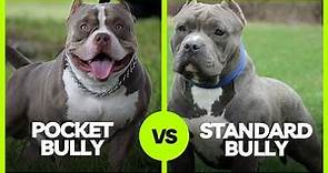 American Bully Pocket Vs Standard Bully: Don't they come from the same lineage?!