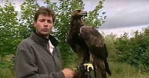 Birds eye view from Golden Eagle flight | Animal Camera | BBC Studios