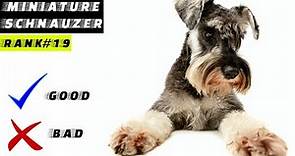 Miniature Schnauzer Pros And Cons | The Good And The Bad.