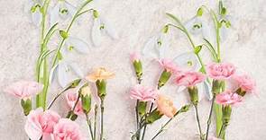 January Birth Flowers: Symbolism of the Carnation & Snowdrop | LoveToKnow