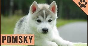 Pomsky - Dog Breed Information
