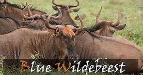 Blue Wildebeest (Connochaetes taurinus) Animal Call | Brindled Gnu | Stories Of The Kruger