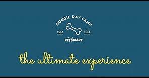 PetSmart Doggie Day Camp: The Ultimate Dog Day Care Experience