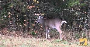 Whitetail deer rut behavior