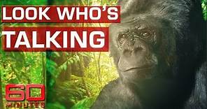 Koko the talking gorilla | 60 Minutes Australia