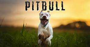 Pitbull | Trailer | Available Now