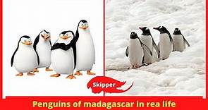 Penguins of Madagascar characters in real life