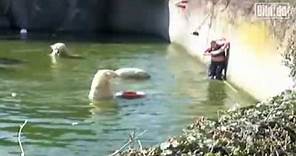 Woman Attacked by Polar Bear after Jumping into Tank at Berlin Zoo 4/11/09