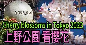 【上野公園】#021 上野公園看櫻花。Ueno Park。2023/03/19。