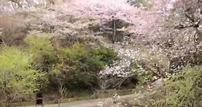 多摩森林科学園の桜 桜図鑑 Cherry blossoms at Tama Forest Science Park