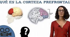 Corteza prefrontal - Funciones y teoría