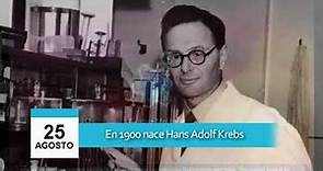 25 de Agosto - Nace Hans Krebs, el que descubrió el proceso de oxidación en la célula