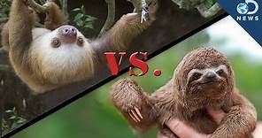 Why Are There 2-Toed and 3-Toed Sloths?
