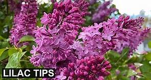 4 Expert Tips for Spectacular Lilac Blooms