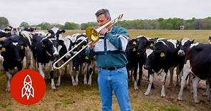 Playing Jazz for Cows