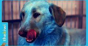 The mysterious blue dogs that appeared in Russia