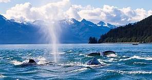 Whale Watching Boat Tour in Juneau, Alaska