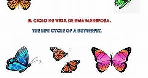 Life cycle of a butterfly in Español and English for kids and beginner/ step by step Spanish