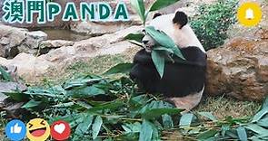 免費活動 || 澳門大熊貓館 || 開開康康 || Macao giant panda pavilion || 路環石排灣公園 || Seac Pai Van Park