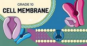 THE CELL MEMBRANE | Easy to understand structure