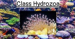 Class Hydrozoa