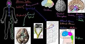 Estructura del sistema nervioso