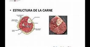 Curso de carnes: Introducción, clasificación y calidad de las carnes