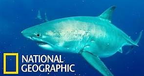 「深藍」：世界上已知最大的大白鯊《國家地理》雜誌