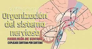 CAP 46 1/5: Organización del sistema nervioso l Fisiología de Guyton