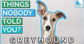 Things Nobody Told You About Owning a Greyhound? - Vet Dr Alex