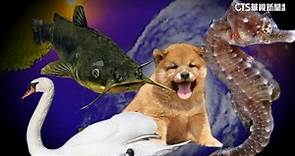 小犬變猛犬非個案！　過往「動物系」颱風命名萌威力強 - 華視新聞網