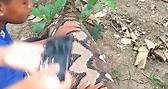 The largest Python eating human