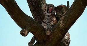 Jade Eyed Leopard | Masaimara | Kenya |