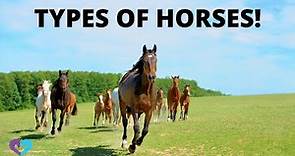 Types Of Horses
