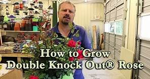 How to grow Double Red Knock Out® Rose with a detailed description
