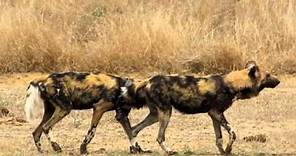 MalaMala - Wild Dogs mating