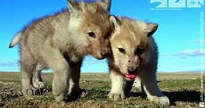 Robotic Wolf hangs out with Wolf Cubs at Den