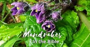 Mandrakes in the Bible, a Jewish Take