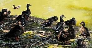 Different types of ducks in nature-sound of birds,water flowing,ducks quacking-wildlife bird