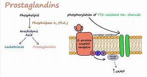Pain Transduction (Described Concisely)
