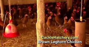 Brown Leghorn Chicken Breed (Breeder Flock) | Cackle Hatchery