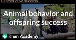 Animal behavior and offspring success | Middle school biology | Khan Academy