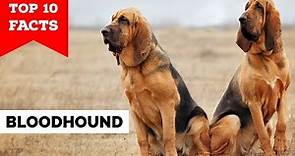Bloodhound - Top 10 Facts