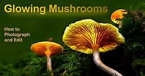 Glowing Mushrooms - How to photograph and edit
